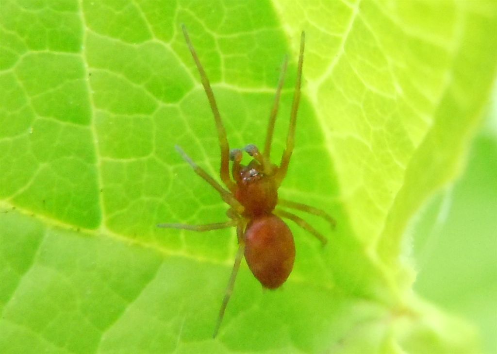 Nigma sp. - Ancona (AN)